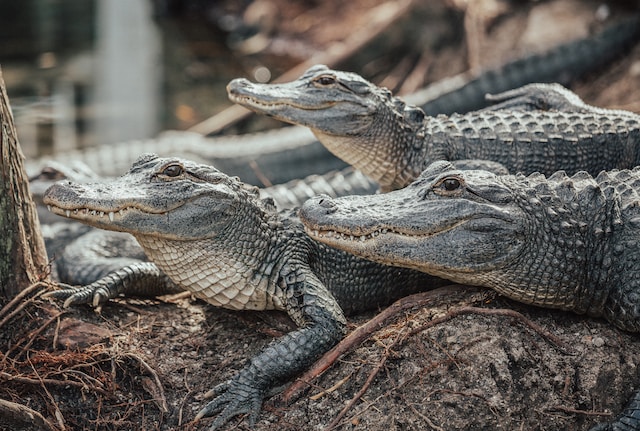 verschillende weetjes over krokodillen